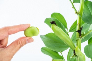新鲜蚕豆怎样保存久，新鲜蚕豆长期保存方法