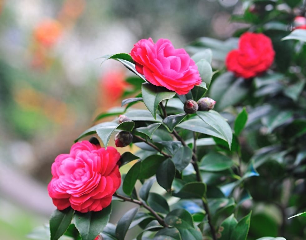 茶花叶片发黄掉叶怎么办，茶花黄叶落叶是什么原因