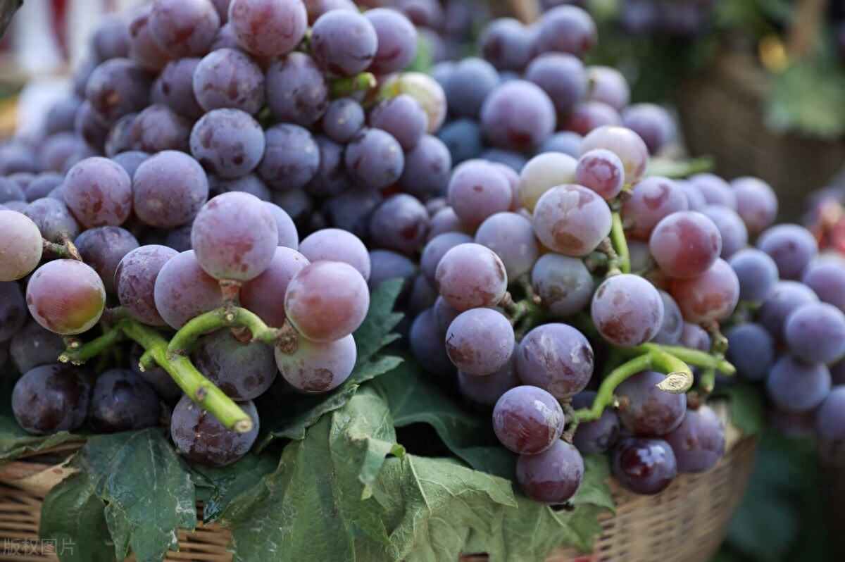 最好吃的葡萄是哪个品种，中国最好吃的葡萄排名