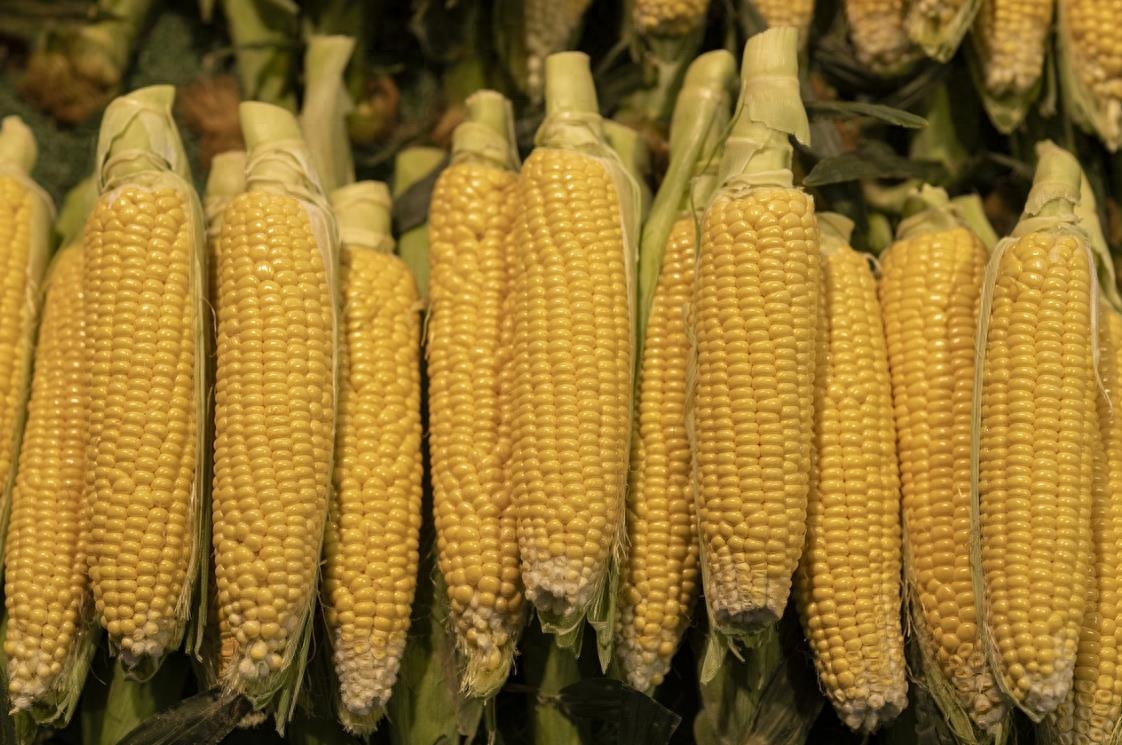 玉米是粗粮吗，玉米的营养价值