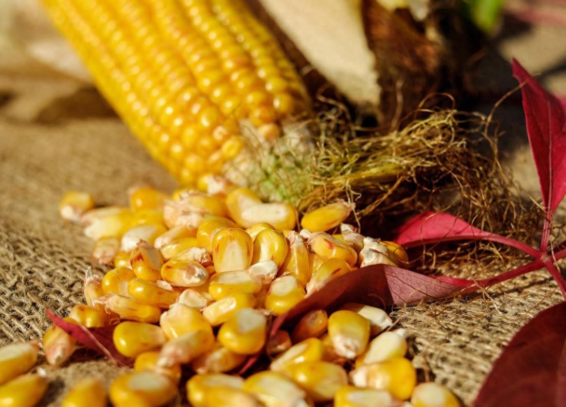 玉米是粗粮吗，玉米的营养价值