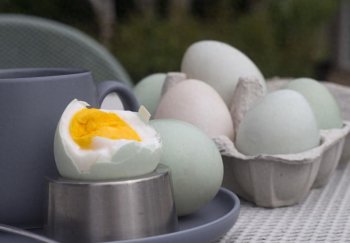 鸡蛋和鸭蛋有什么区别，鸡蛋和鸭蛋的营养价值