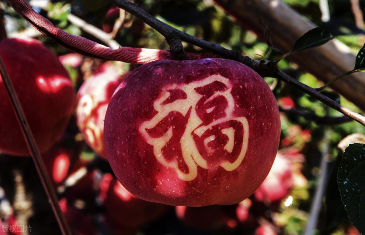 中国哪的苹果好吃，最甜最脆的苹果