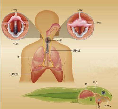 人为什么会一直打嗝，人一直打嗝的原理