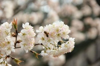 樱桃的花期要如何管理，樱桃的花期管理方法