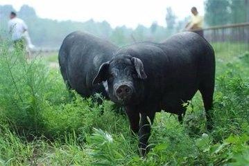 如何区分土猪肉和饲料猪肉，区分土猪肉和饲料猪肉的区别