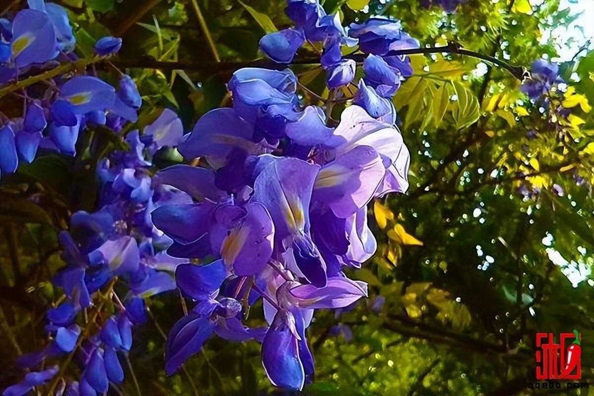 最浪漫的花是什么花，花语最浪漫的十种花