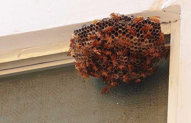 马蜂在家筑巢是凶是福，你怎么看