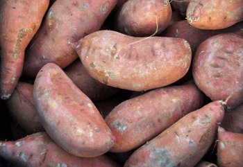 红薯怎么保存不会烂掉，红薯保存的方法