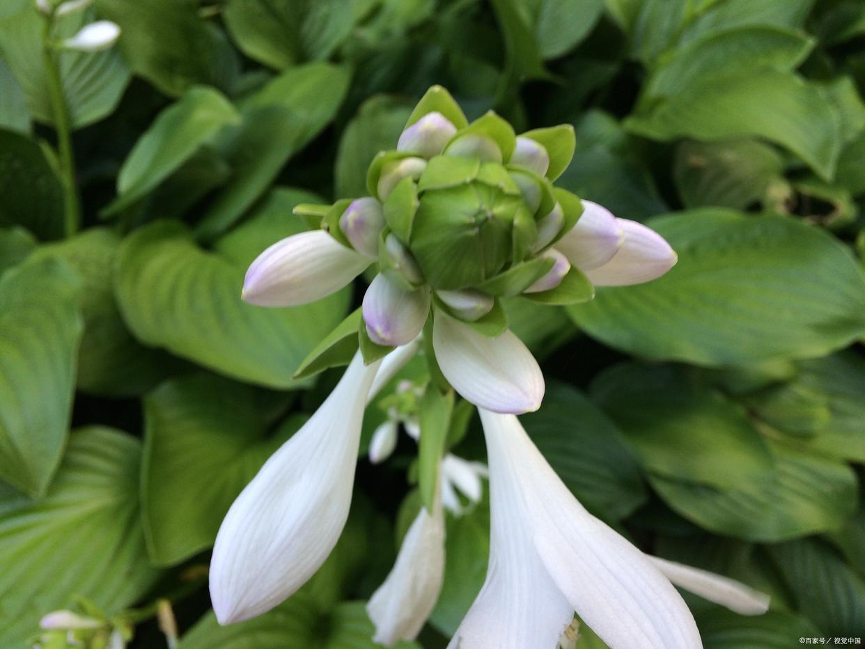 冬季哪些花会开，冬季开的12种花