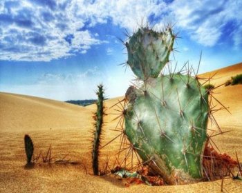 梦见沙漠预示什么，梦见沙子是财运预兆吗