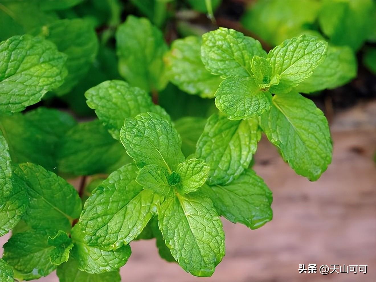 薄荷怎么做当菜吃，薄荷能做什么美食