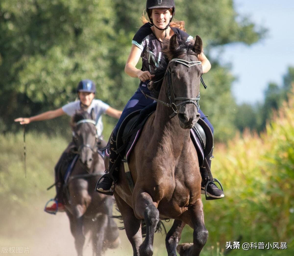 骡子是什么意思 ，骡子和马有什么区别