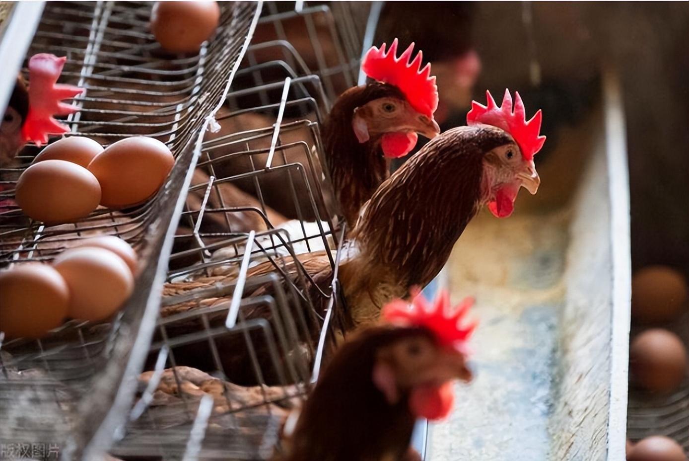 增蛋产品有什么？蛋鸡增蛋用什么效果好？
