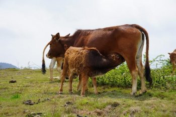 如何防止母牛流产？防止母牛流产的6点措施