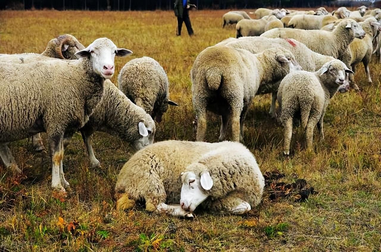 羊为什么会吃土？土对羊有什么作用？
