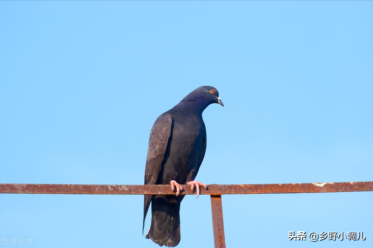 鸽子怎么分公母?分享4种鸽子分公母的方法