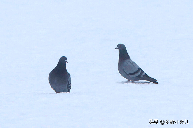 鸽子怎么分公母?分享4种鸽子分公母的方法