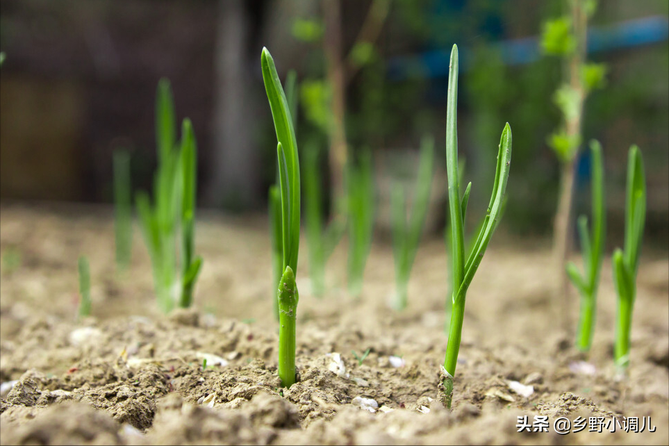 洋葱怎么种植？洋葱的种植时间和方法