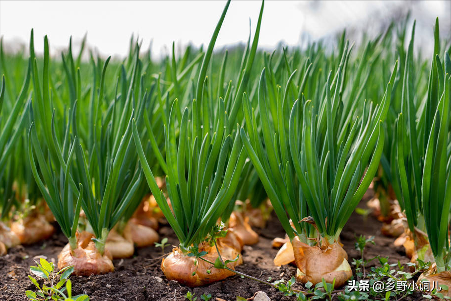 洋葱怎么种植？洋葱的种植时间和方法