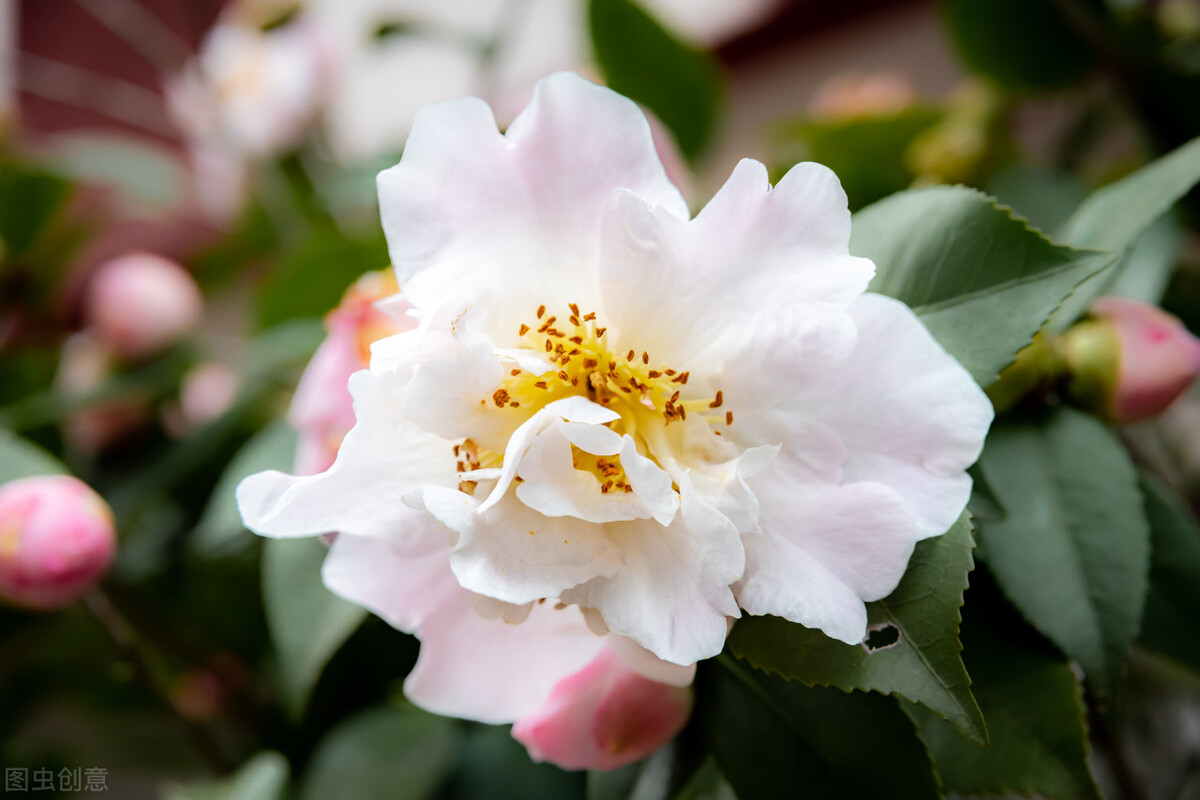 山茶花怎么养殖？山茶花的养殖方法