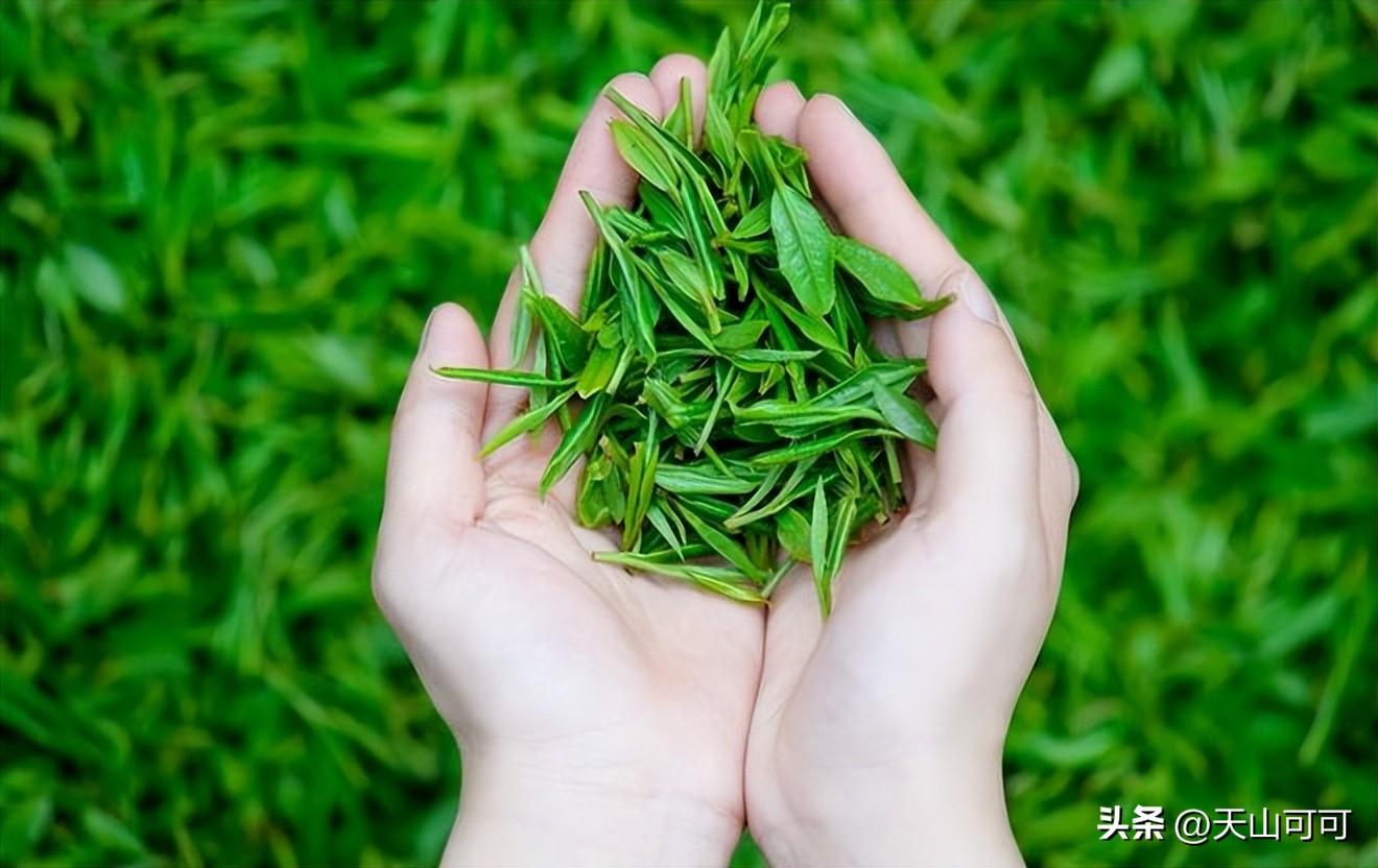 安吉白茶怎样储存？安吉白茶最佳储存方法