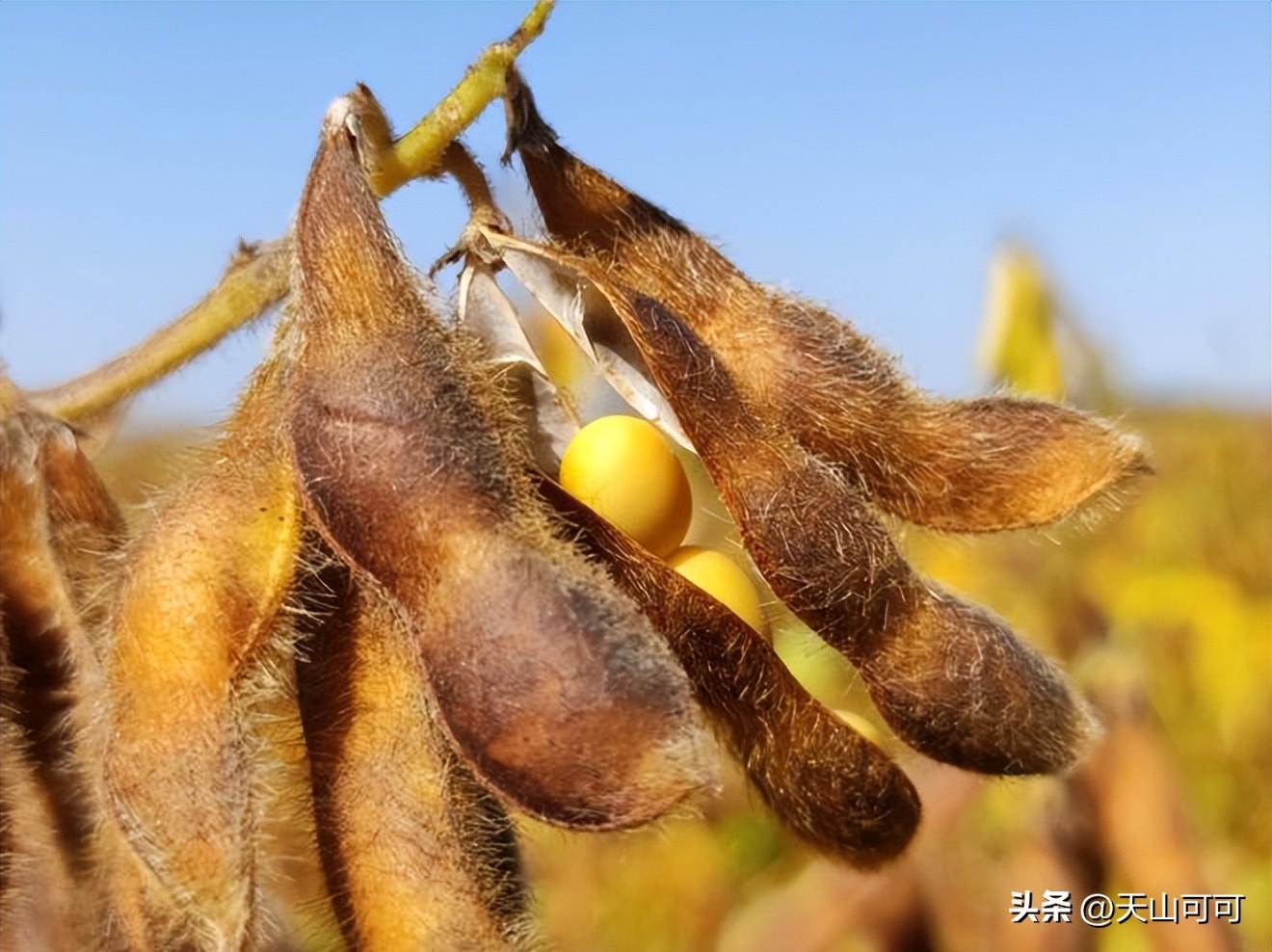 转基因和非转基因大豆有区别吗？转基因和非转基因大豆的区别