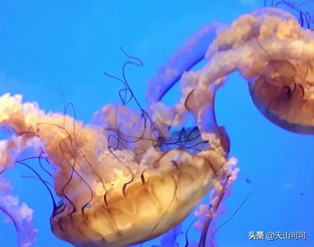 水母和海蜇有区别吗？水母和海蜇的区别