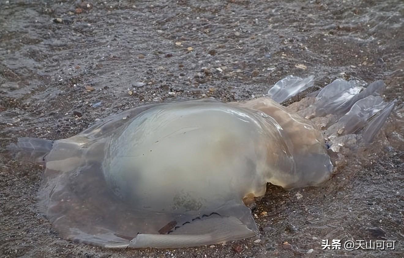 水母和海蜇有区别吗？水母和海蜇的区别