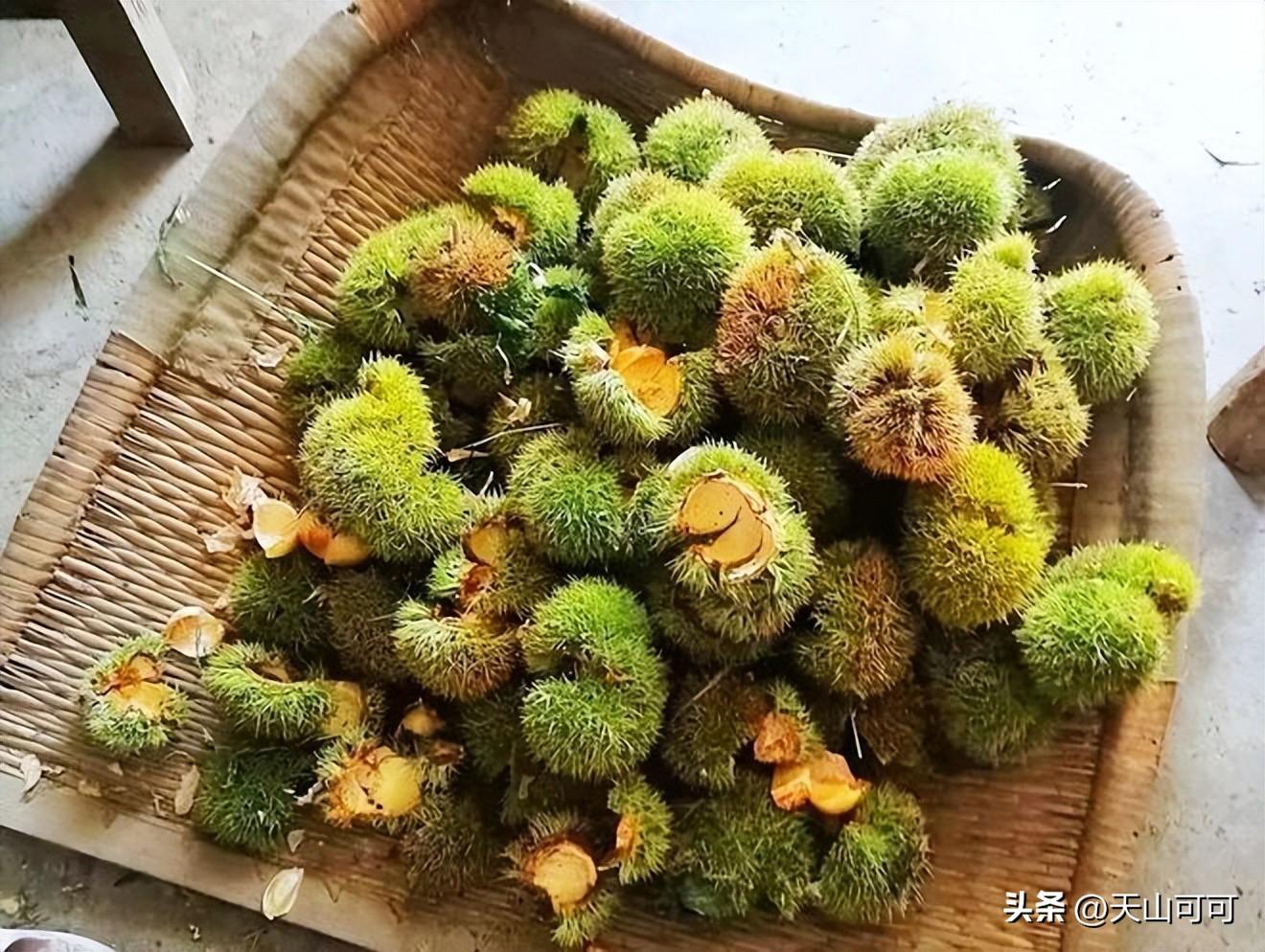 生板栗怎么去皮？生板栗怎么去壳？