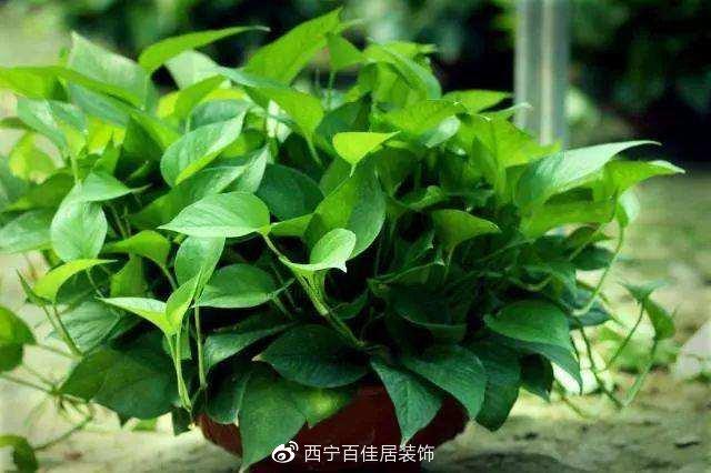 玄关植物摆放有哪些讲究？玄关植物摆放风水的讲究