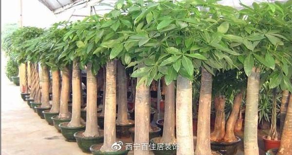 玄关植物摆放有哪些讲究？玄关植物摆放风水的讲究