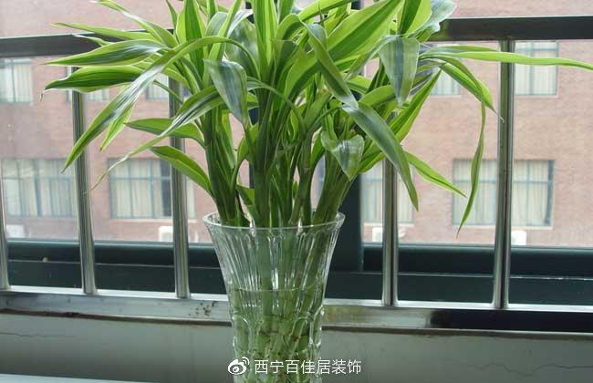 玄关植物摆放有哪些讲究？玄关植物摆放风水的讲究