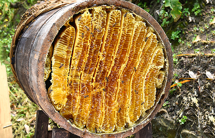 土蜂蜜和普通蜂蜜有什么区别？土蜂蜜和普通蜂蜜区别