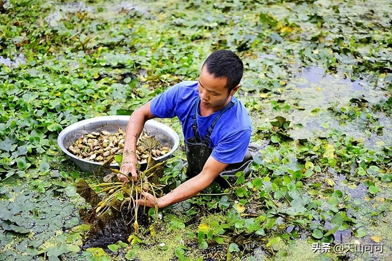 菱角怎么剥壳最简单？菱角的剥壳方法？