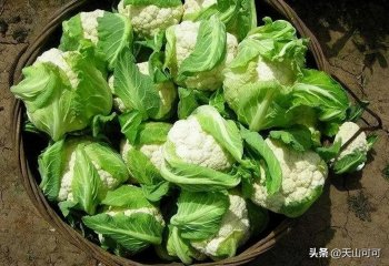 花椰菜和西兰花一样吗？花椰菜和西兰花的区别？