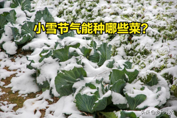 小雪节气能种哪些蔬菜？推荐以下3种