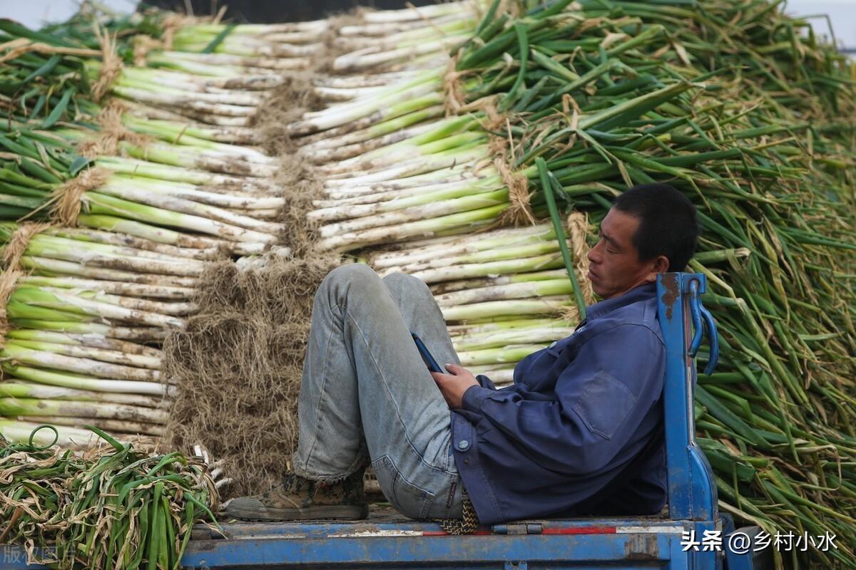 大葱怎么保存？推荐4个大葱的保存方法