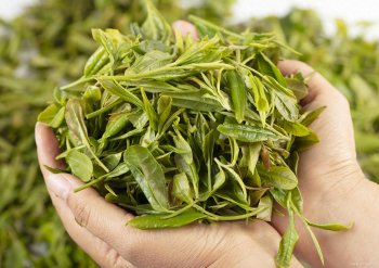 霍山黄芽属于什么茶？霍山黄芽属于绿茶吗？