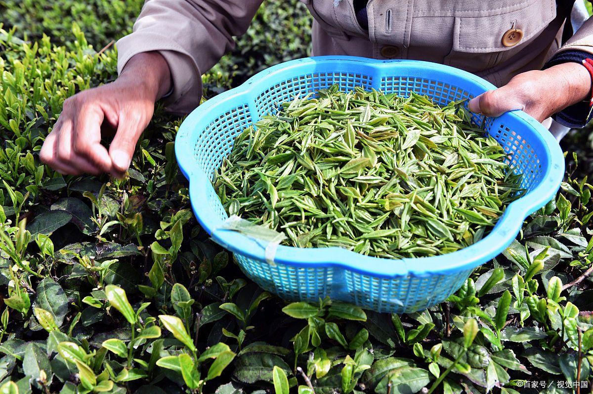 霍山黄芽属于什么茶？霍山黄芽属于绿茶吗？