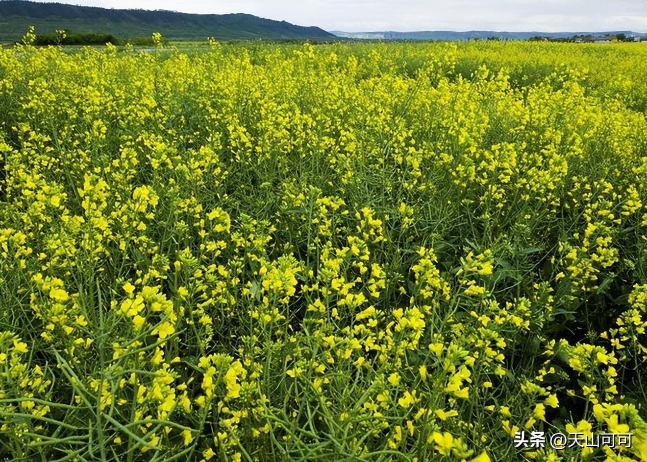 油菜和上海青有什么区别？油菜和上海青的区别