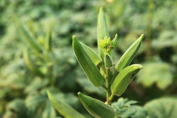 萍乡特色菜有哪些？萍乡特色菜推荐